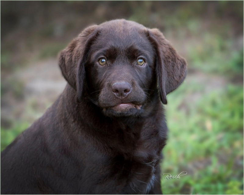 CH Epoch’s Moccasin Sue – Epoch Labradors